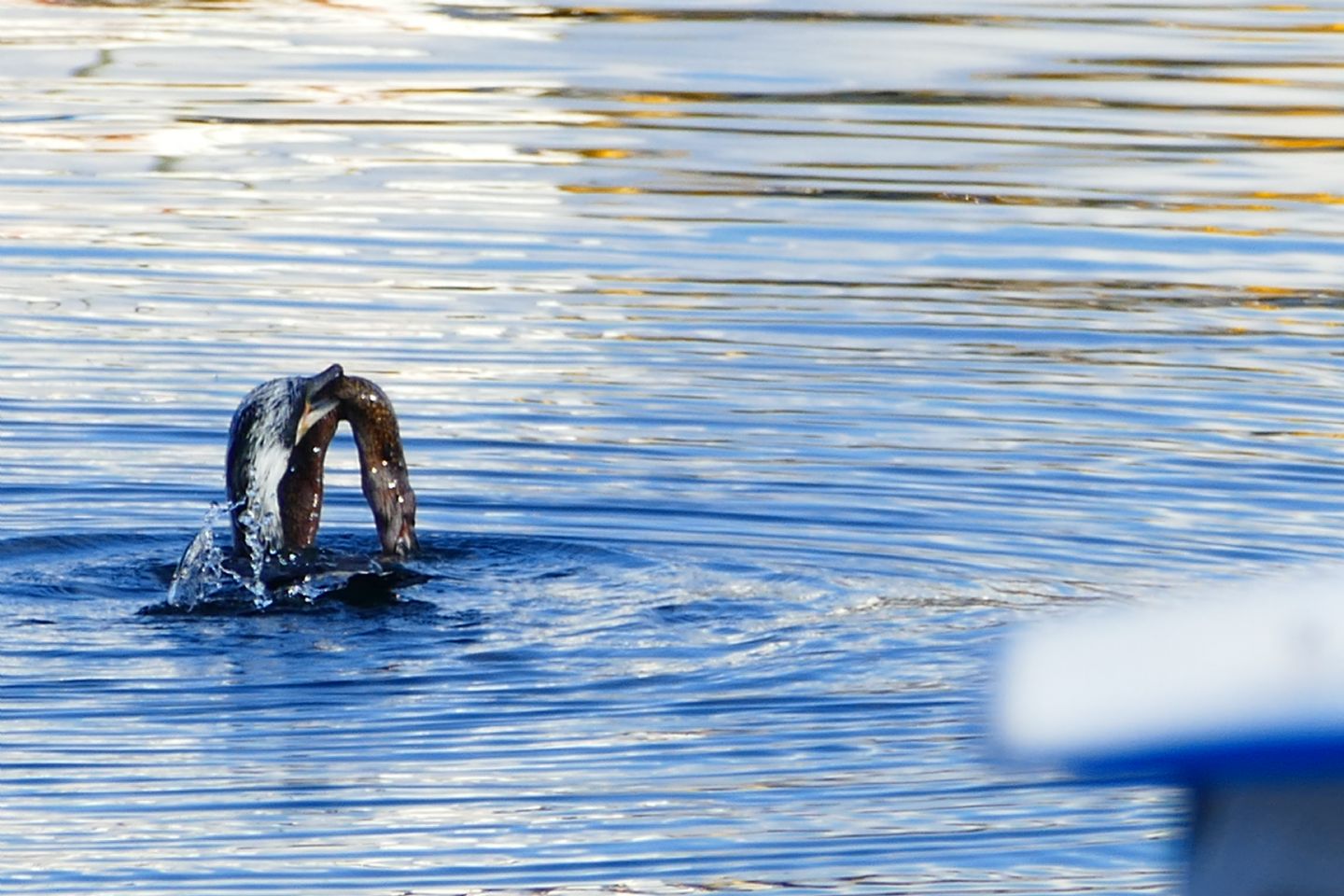 Cormorano con preda 